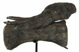 Dinosaur (Diplodocus) Caudal Vertebra - Metal Stand #77921-4